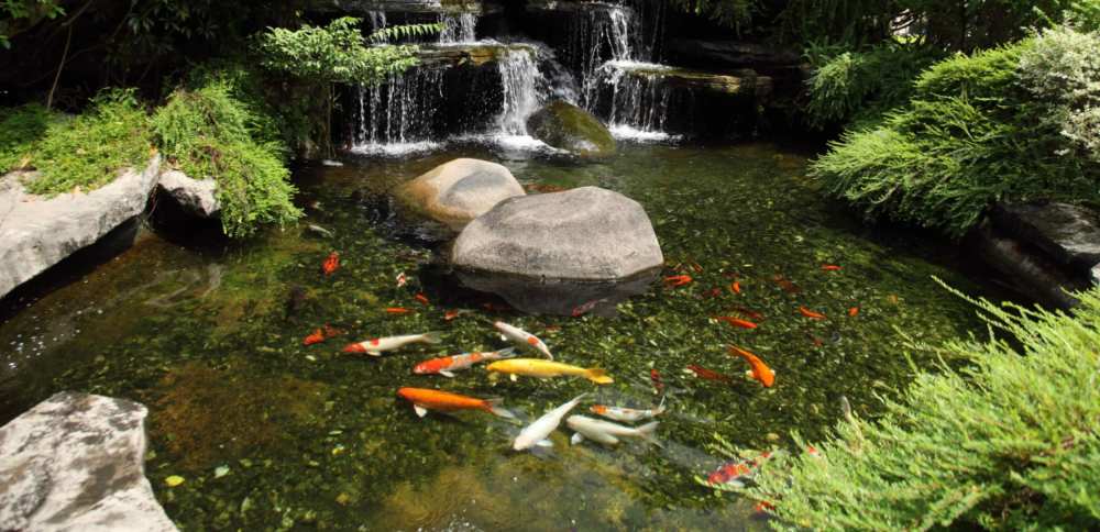 Koi fish pond in Australia