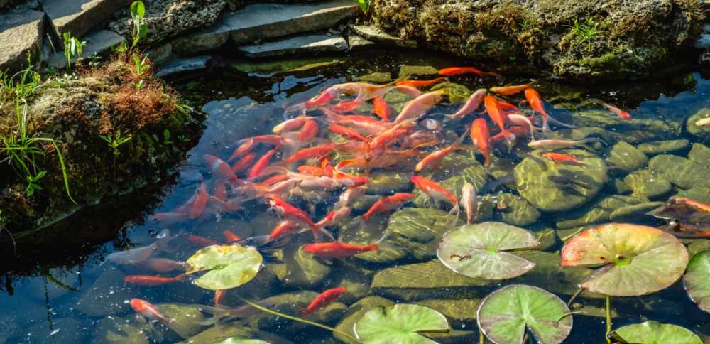 Koi fish pond in Australian home