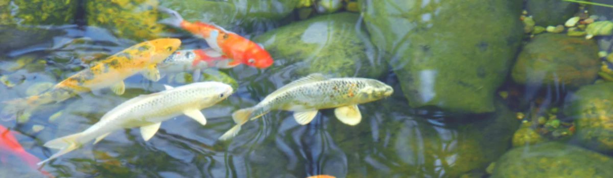 Koi fish in Australian home pond